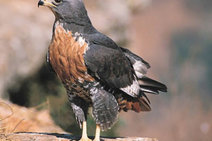 Рок канюк Рок канюк